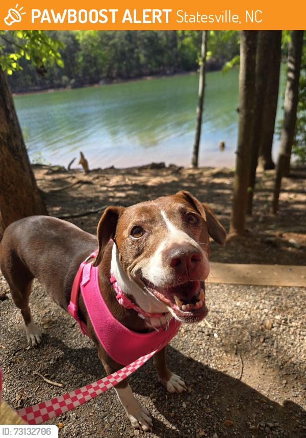 Found/Stray Female Dog last seen Dillon and Cunningham Dr, Statesville, NC 28677