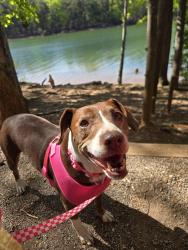Found/Stray Female Dog last seen Dillon and Cunningham Dr, Statesville, NC 28677