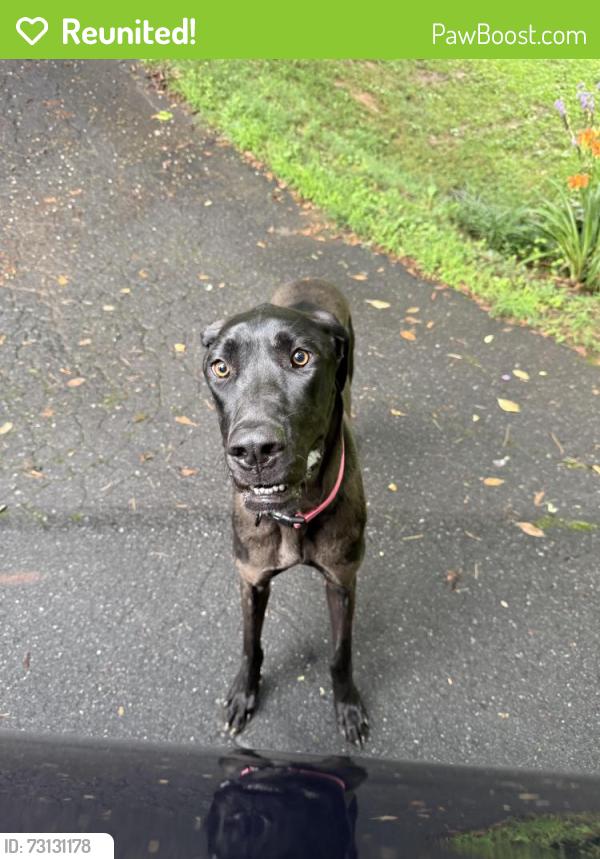 Reunited Female Dog last seen Azalea Dr., Buncombe County, NC 28787