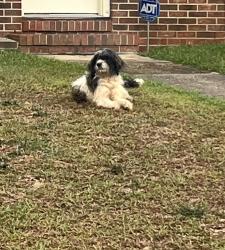 Found/Stray Unknown Dog last seen Jennings Lane, Fayetteville, NC 28303