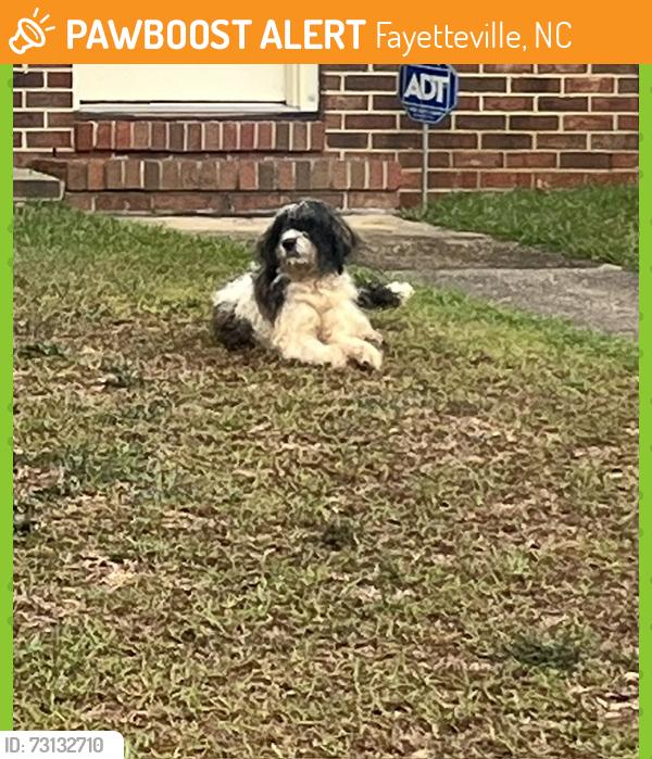 Found/Stray Unknown Dog last seen Jennings Lane, Fayetteville, NC 28303