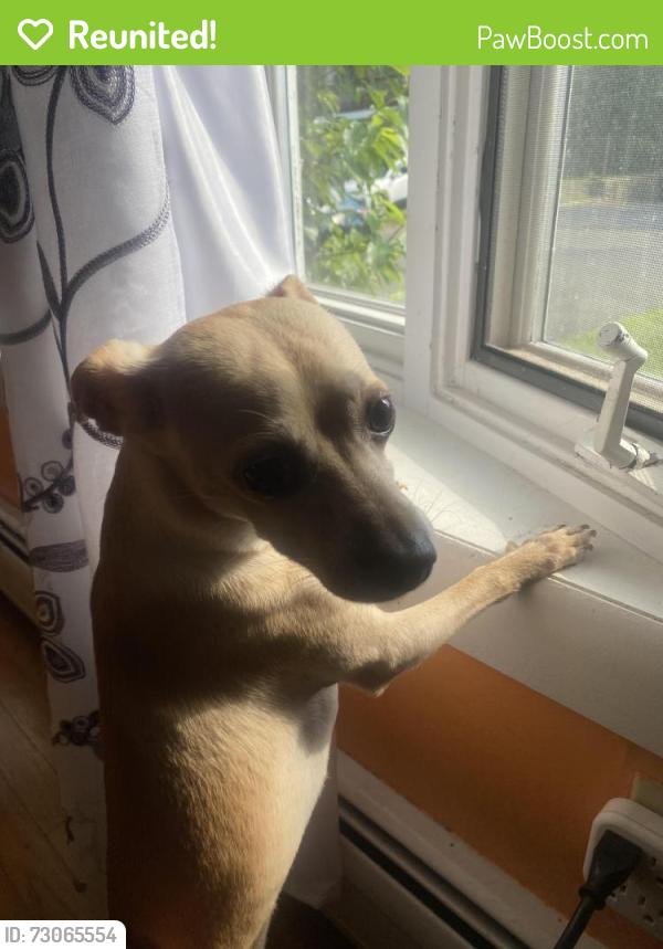 Reunited Female Dog last seen Summit st, Bridgeport, CT 06606