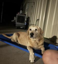 Reunited Female Dog last seen Years to grow daycare, Youngsville, LA 70592