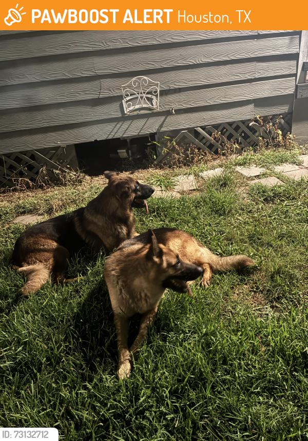 Found/Stray Unknown Dog last seen Lidstone st Houston Tx 77023, Houston, TX 77023