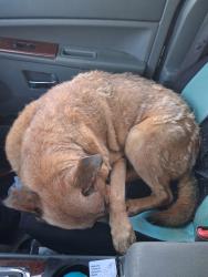 Reunited Male Dog last seen Blowing springs lane and keyes road, Liberty Township, MO 65535