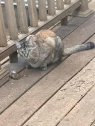 Found/Stray Unknown Cat last seen Near Kohl’s / 51st Avenue / Quilceda Creek / Pilchuck High School, Marysville, WA 98271