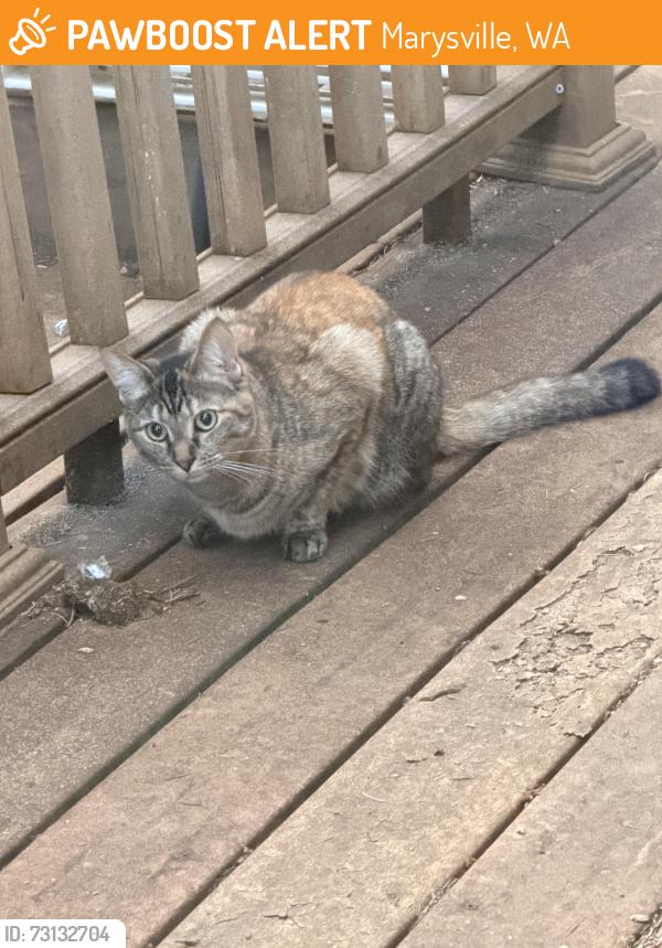 Found/Stray Unknown Cat last seen Near Kohl’s / 51st Avenue / Quilceda Creek / Pilchuck High School, Marysville, WA 98271