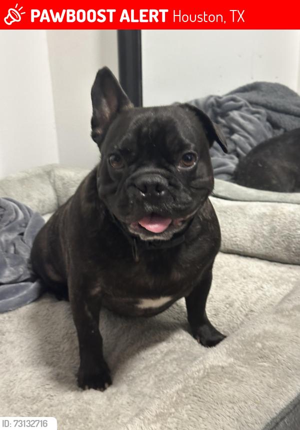 Lost Male Dog last seen Fulton and 60, Houston, TX 77022