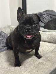 Lost Male Dog last seen Fulton and 60, Houston, TX 77022