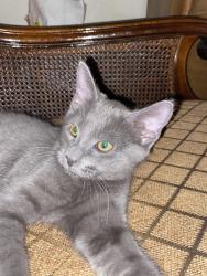 Lost Male Cat last seen South perry st and west Mississippi avenue, Denver, CO 80219