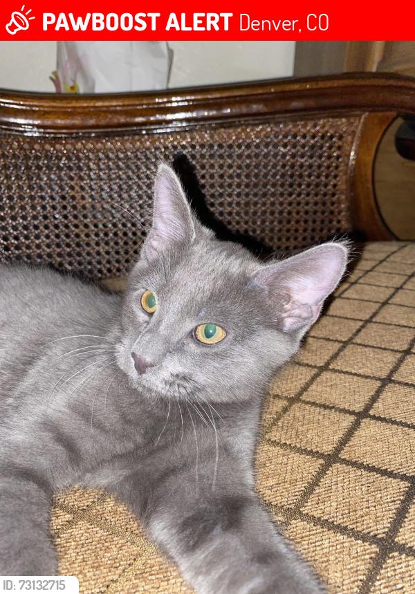 Lost Male Cat last seen South perry st and west Mississippi avenue, Denver, CO 80219