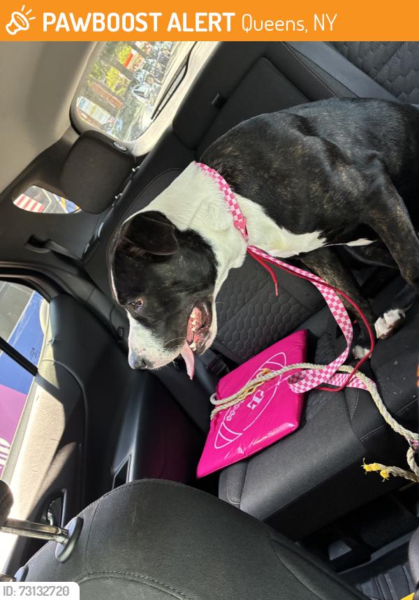 Found/Stray Male Dog last seen Guy r brewer and 137th ave, Queens, NY 11434