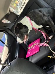 Found/Stray Male Dog last seen Guy r brewer and 137th ave, Queens, NY 11434