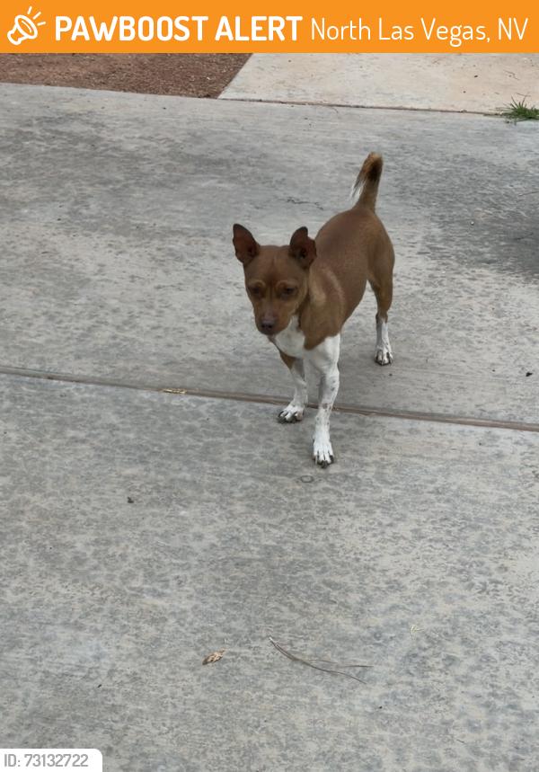 Found/Stray Male Dog last seen Seastrand Park, North Las Vegas, NV 89031