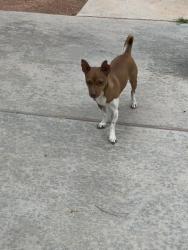 Found/Stray Male Dog last seen Seastrand Park, North Las Vegas, NV 89031