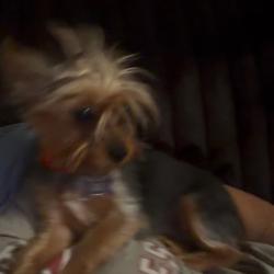 Reunited Female Dog last seen Ann simmons 89032, North Las Vegas, NV 89030