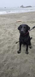Reunited Female Dog last seen Silver Ridge Lane and Mt Aukum, El Dorado County, CA 95667