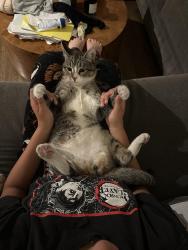 Lost Male Cat last seen Holly, El Segundo, CA 90245