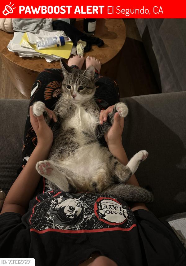 Lost Male Cat last seen Holly, El Segundo, CA 90245