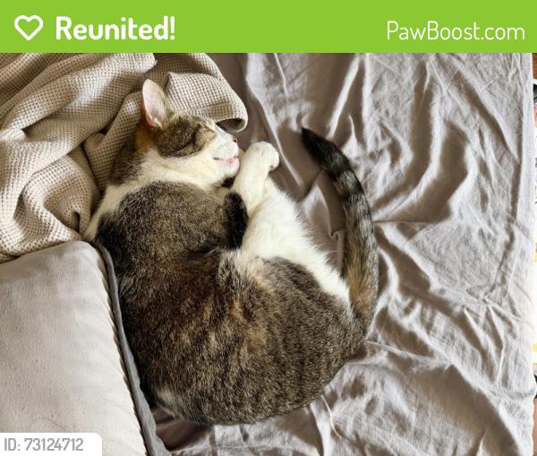 Reunited Male Cat last seen E. Hillsdale St. and Cherry St., Lansing, MI 48933