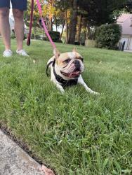 Reunited Male Dog last seen Suffolk Ct & Turnberry Lane, Southlake, TX 76092