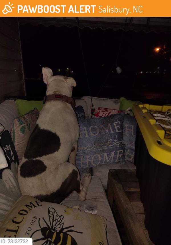 Found/Stray Female Dog last seen Take 5 carwash, Salisbury, NC 28146