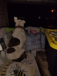 Found/Stray Female Dog last seen Take 5 carwash, Salisbury, NC 28146