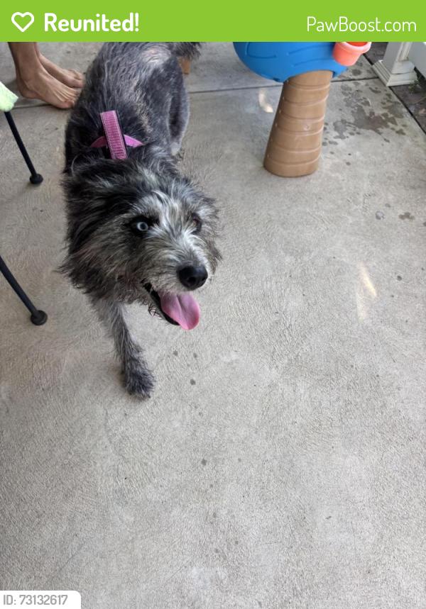 Reunited Unknown Dog last seen E Hayes road, Eagleville, PA 19403