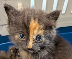 Shelter Stray Female Cat last seen Near Bullock Drive, San Diego, CA, 92114, 5500 Gaines St, San Diego, CA 92110, USA