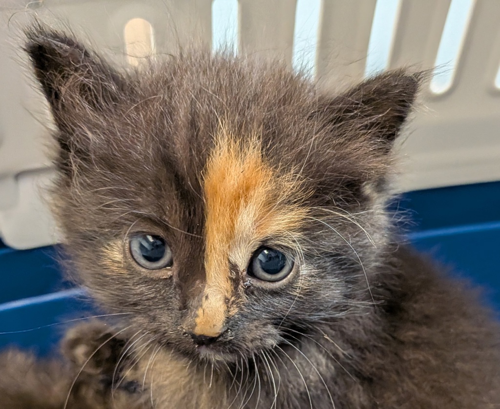 Shelter Stray Female Cat last seen Near Bullock Drive, San Diego, CA, 92114, 5500 Gaines St, San Diego, CA 92110, USA