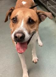 Shelter Stray Male Dog last seen Near Byrarton Village Way, RALEIGH, NC, 27606, 820 Beacon Lake Dr, Raleigh, NC 27610, USA