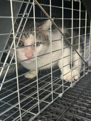 Shelter Stray Unknown Cat last seen Near Shade Tree Street, VIRGINIA BEACH, VA, 23456, 341 S Birdneck Rd, Virginia Beach, VA 23451, USA