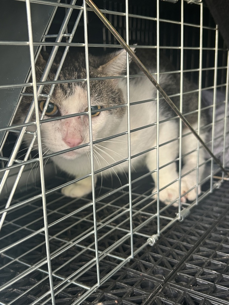 Shelter Stray Unknown Cat last seen Near Shade Tree Street, VIRGINIA BEACH, VA, 23456, 341 S Birdneck Rd, Virginia Beach, VA 23451, USA