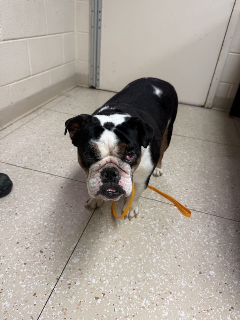 Shelter Stray Female Dog last seen Near Iron Bridge Road, CHESTERFIELD, VA, 23832, 9300 Public Works Rd, Chesterfield, VA 23832, USA