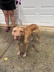 Reunited Male Dog last seen Sunnystone Way, Barton’s Creek Bluff, Raleigh, NC 27613