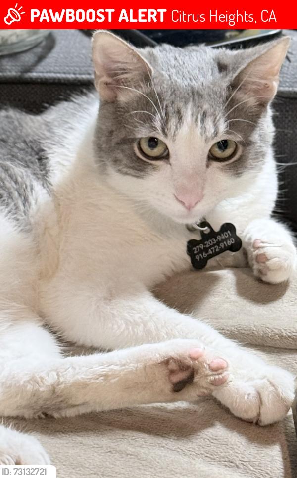 Lost Male Cat last seen Near Shupe Dr Citrus Heights, CA 95621, Citrus Heights, CA 95621