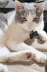 Lost Male Cat last seen Near Shupe Dr Citrus Heights, CA 95621, Citrus Heights, CA 95621