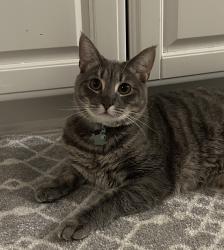 Reunited Male Cat last seen Little John Drive, Medford, NJ 08055