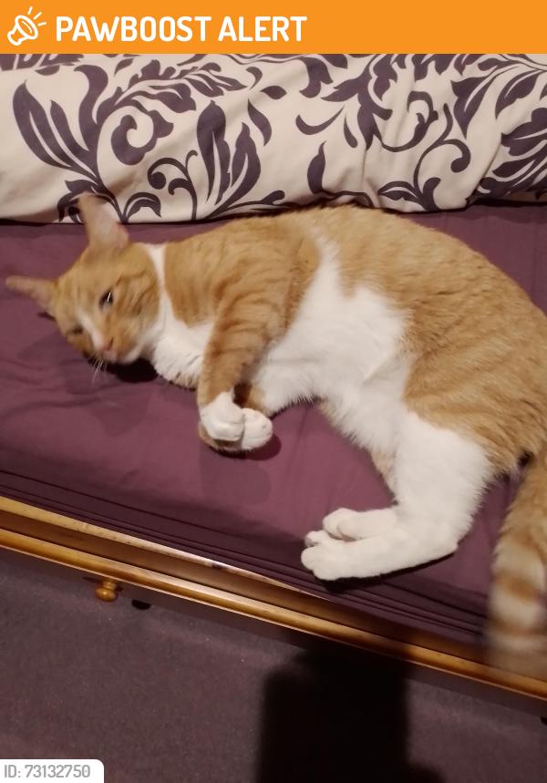 Found/Stray Male Cat last seen Upton Hall, Cheshire East, England SK10 4AA