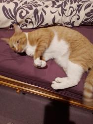 Found/Stray Male Cat last seen Upton Hall, Cheshire East, England SK10 4AA