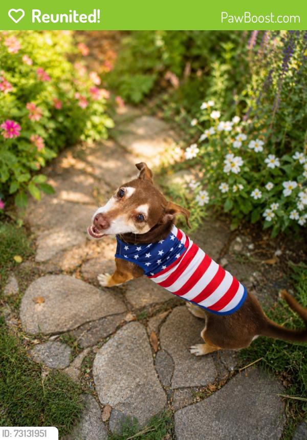 Reunited Male Dog last seen Miami, Miami, FL 33150