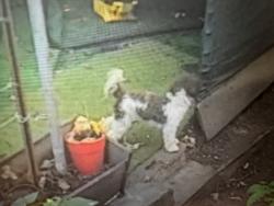 Lost Male Dog last seen Grove st, Irvington, NJ 07111