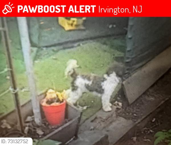 Lost Male Dog last seen Grove st, Irvington, NJ 07111