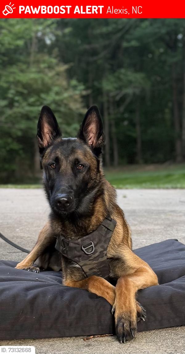Lost Male Dog last seen Alexis Lucia Rd Alexis NC 28006, Alexis, NC 28006