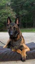 Lost Male Dog last seen Alexis Lucia Rd Alexis NC 28006, Alexis, NC 28006