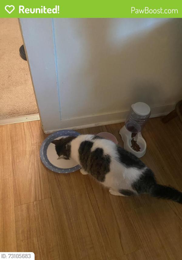 Reunited Female Cat last seen Near east Greeley street broken arrow 74012, Broken Arrow, OK 74012