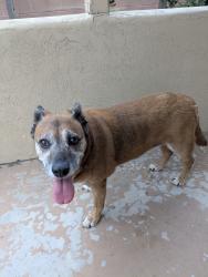 Found/Stray Female Dog last seen Elm St and Euclid, San Diego, CA 92102
