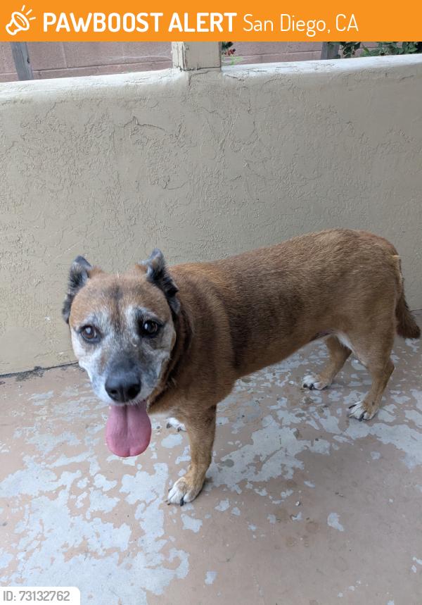 Found/Stray Female Dog last seen Elm St and Euclid, San Diego, CA 92102