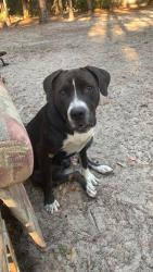 Reunited Male Dog last seen NE 30th st & 83rd, Gilchrist County, FL 32643
