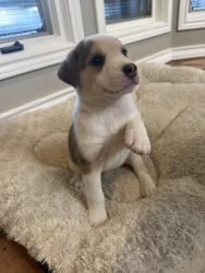 Found/Stray Male Dog last seen River Park Dr and Santa Gertrudis, Corpus Christi, TX 78410